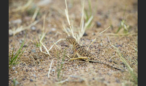 Mongolische Krötenkopfagame (Phrynocephalus versicolor)