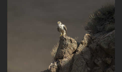 Sakerfalke (Falco cherrug)