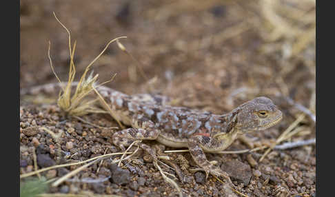 Mongolische Krötenkopfagame (Phrynocephalus versicolor)