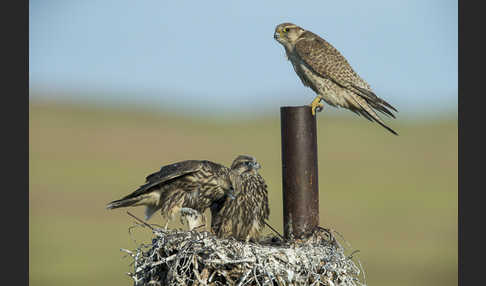 Sakerfalke (Falco cherrug)