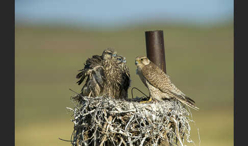 Sakerfalke (Falco cherrug)