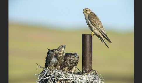 Sakerfalke (Falco cherrug)