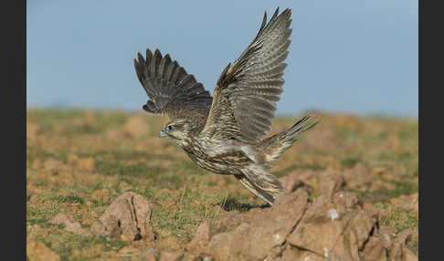 Sakerfalke (Falco cherrug)