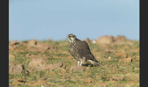 Sakerfalke (Falco cherrug)