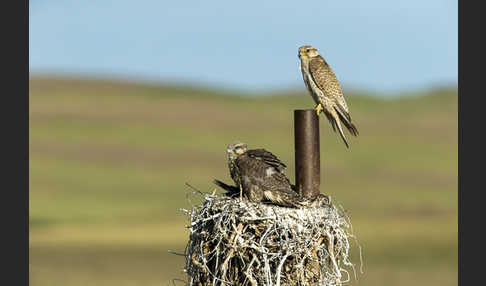 Sakerfalke (Falco cherrug)