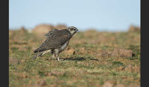 Sakerfalke (Falco cherrug)