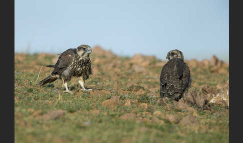 Sakerfalke (Falco cherrug)