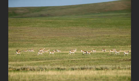 Mongoleigazelle (Procapra gutturosa)