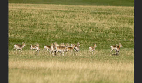 Mongoleigazelle (Procapra gutturosa)