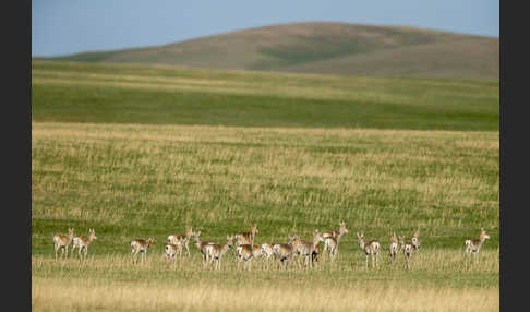 Mongoleigazelle (Procapra gutturosa)