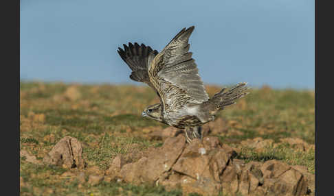 Sakerfalke (Falco cherrug)