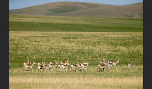 Mongoleigazelle (Procapra gutturosa)