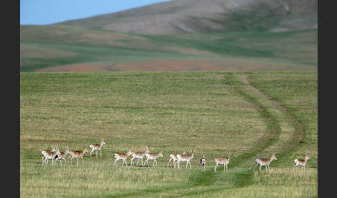 Mongoleigazelle (Procapra gutturosa)