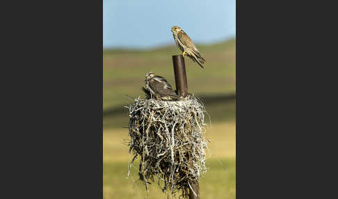 Sakerfalke (Falco cherrug)