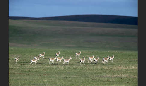 Mongoleigazelle (Procapra gutturosa)