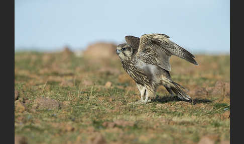 Sakerfalke (Falco cherrug)