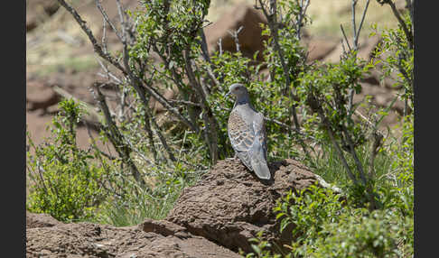 Orientturteltaube (Streptopelia orientalis)