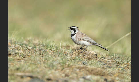 Ohrenlerche (Eremophila alpestris)