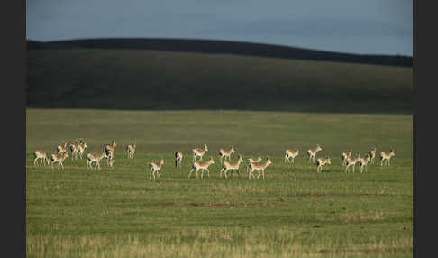 Mongoleigazelle (Procapra gutturosa)