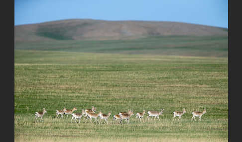 Mongoleigazelle (Procapra gutturosa)