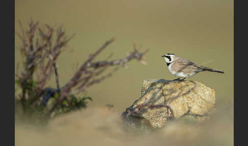 Ohrenlerche (Eremophila alpestris)