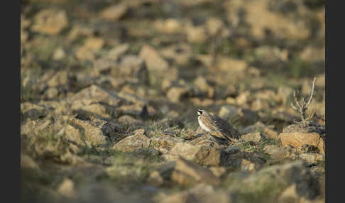 Ohrenlerche (Eremophila alpestris)