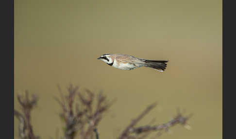 Ohrenlerche (Eremophila alpestris)