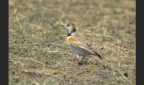 Mongolenlerche (Melanocorypha mongolica)