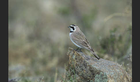 Ohrenlerche (Eremophila alpestris)