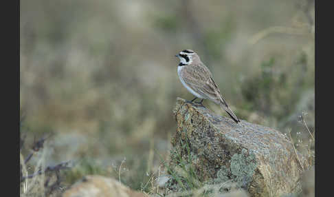 Ohrenlerche (Eremophila alpestris)