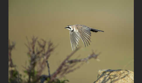 Ohrenlerche (Eremophila alpestris)