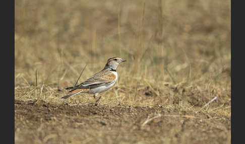 Mongolenlerche (Melanocorypha mongolica)