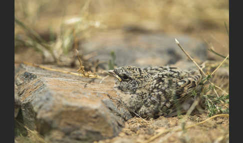 Mongolenlerche (Melanocorypha mongolica)