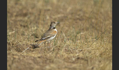 Mongolenlerche (Melanocorypha mongolica)