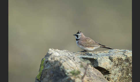 Ohrenlerche (Eremophila alpestris)