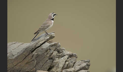 Ohrenlerche (Eremophila alpestris)