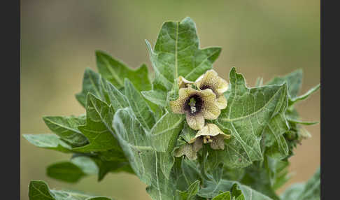 Schwarzes Bilsenkraut (Hyoscyamus niger)