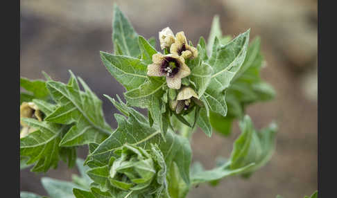 Schwarzes Bilsenkraut (Hyoscyamus niger)