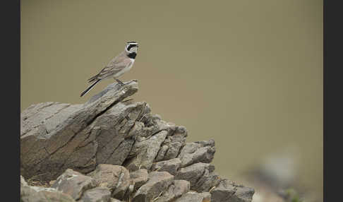 Ohrenlerche (Eremophila alpestris)