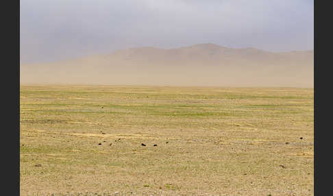 Mongolei (Mongolia)