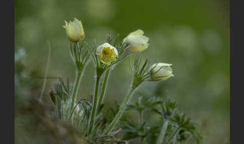 Gelbliche Finger-Kuhschelle (Pulsatilla patens subsp. Flavescens)