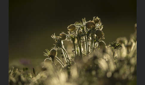 Gelbliche Finger-Kuhschelle (Pulsatilla patens subsp. Flavescens)