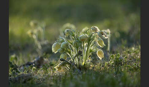 Gelbliche Finger-Kuhschelle (Pulsatilla patens subsp. Flavescens)