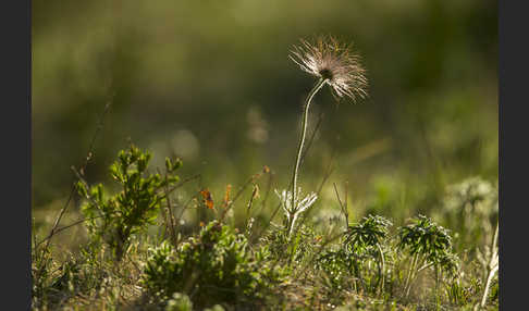 Gelbliche Finger-Kuhschelle (Pulsatilla patens subsp. Flavescens)