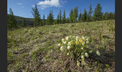 Gelbliche Finger-Kuhschelle (Pulsatilla patens subsp. Flavescens)