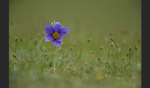 Kuhschelle spec (Pulsatilla tenuiloba)