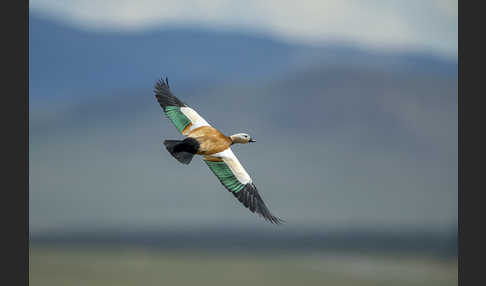 Rostgans (Tadorna ferruginea)