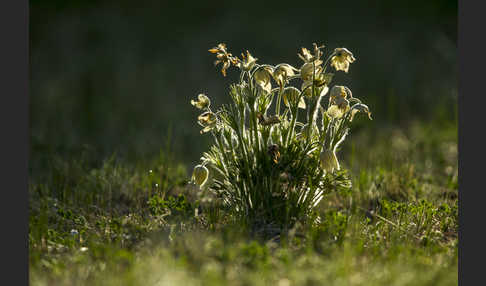 Gelbliche Finger-Kuhschelle (Pulsatilla patens subsp. Flavescens)