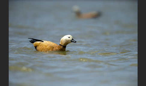 Rostgans (Tadorna ferruginea)