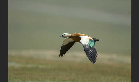 Rostgans (Tadorna ferruginea)